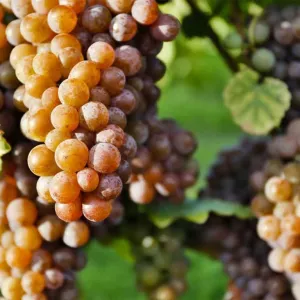 Cacho de uvas