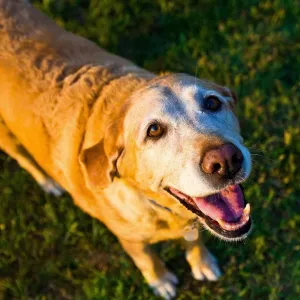Cachorro amarelo