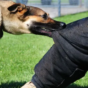 Cachorro Atacando