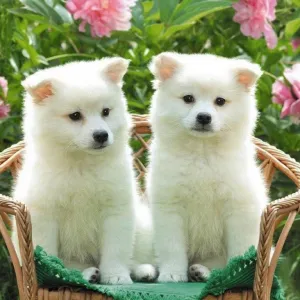 Cachorro Branco