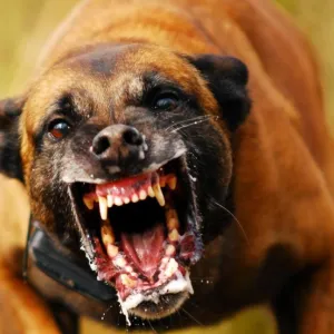 Cachorro Bravo