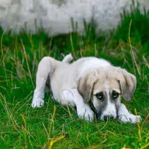 Cachorro doente