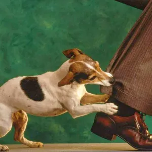 Cachorro Mordendo