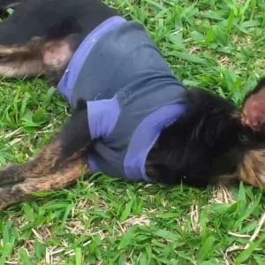 Cachorro Morto