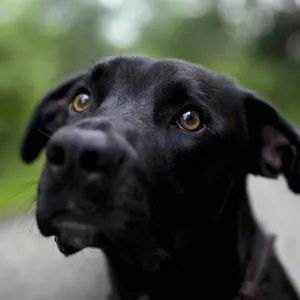 Cachorro Preto