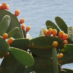 Cacto