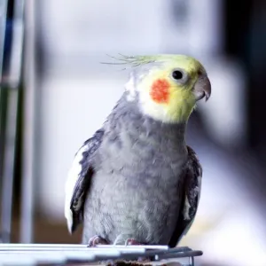Calopsita