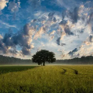 Campo