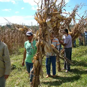 Camponês