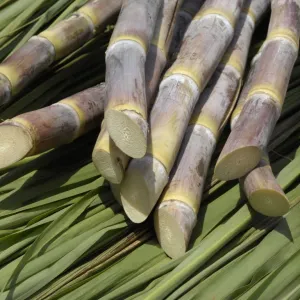 Cana-de-açúcar