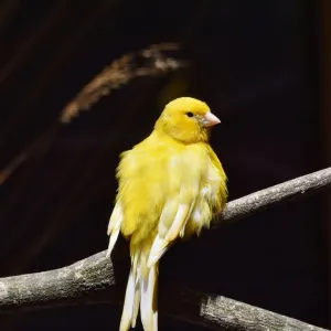 Canário