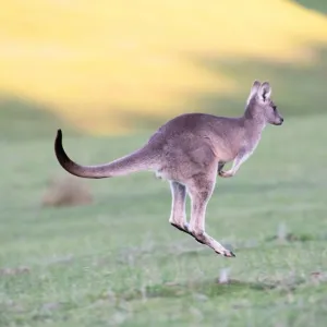Canguru