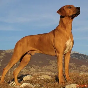Cão de caça