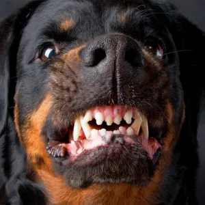 Cão raivoso