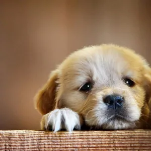 Cão