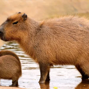 Capivara