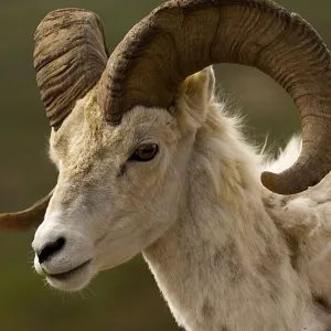 Carneiro