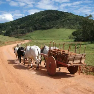 Carro de boi