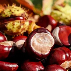 Castanha