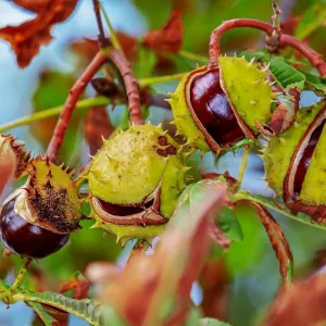 Castanheira