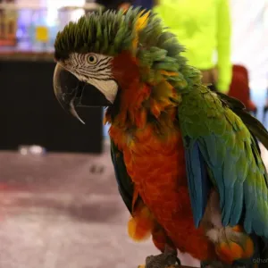 Catatua