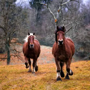 Cavalaria