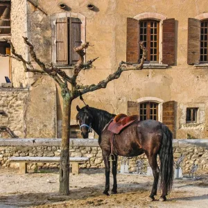 Cavalo amarrado