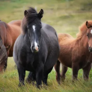 Cavalo bravo