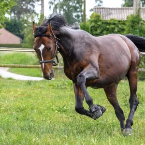 Cavalo correndo