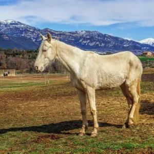 Cavalo manso