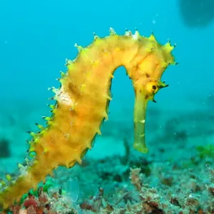 Cavalo marinho