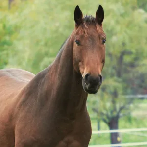Cavalo Marrom