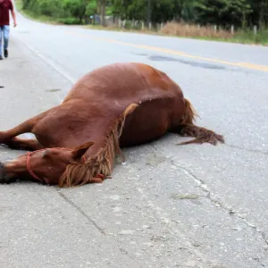 Cavalo Morto