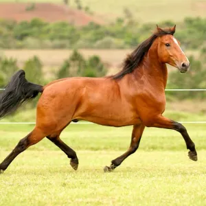 Cavalo