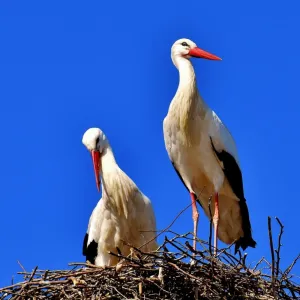 Cegonha