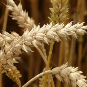 Cereais
