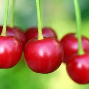 Cereja