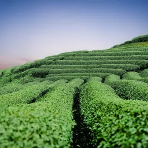 Chá verde