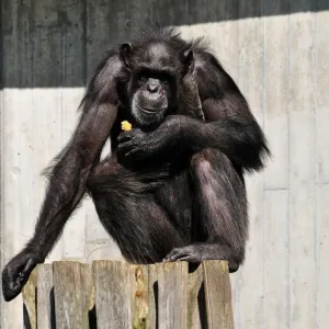 Chimpanzé