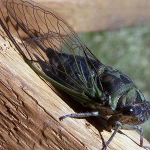 Cigarra