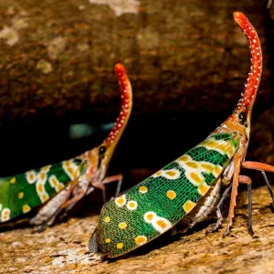Cigarras