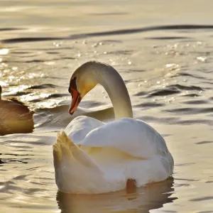 Cisne