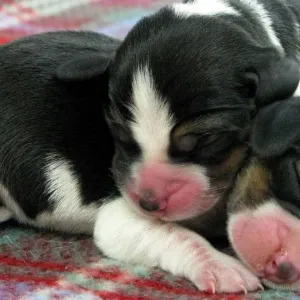 Clone de cachorro