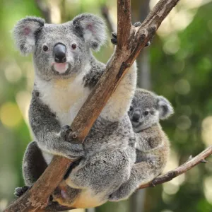 Coala