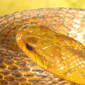 Cobra amarela