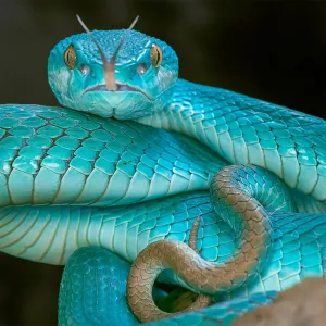 Cobra Azul