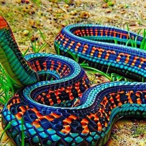 Cobra Colorida