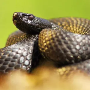 Cobra Enrolada