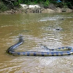 Cobra Grande