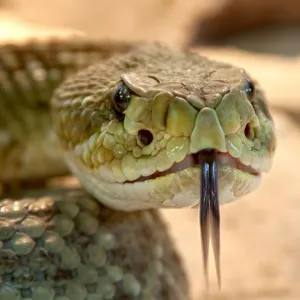 Cobra Marrom